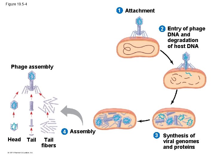 Figure 19. 5 -4 1 Attachment 2 Entry of phage DNA and degradation of