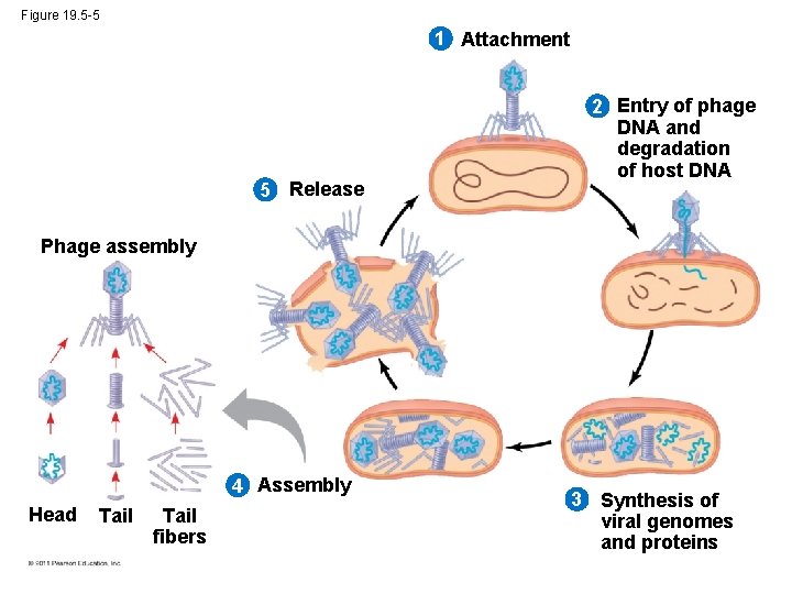 Figure 19. 5 -5 1 Attachment 5 Release 2 Entry of phage DNA and