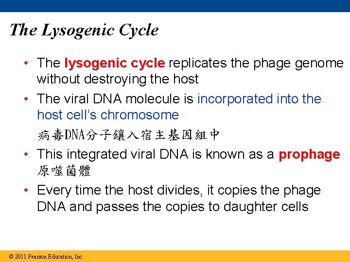 The Lysogenic Cycle • The lysogenic cycle replicates the phage genome without destroying the