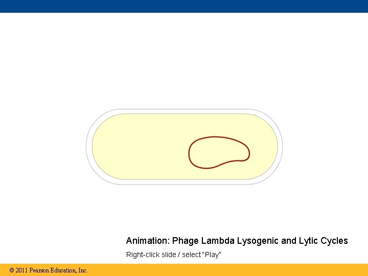 Animation: Phage Lambda Lysogenic and Lytic Cycles Right-click slide / select “Play” © 2011