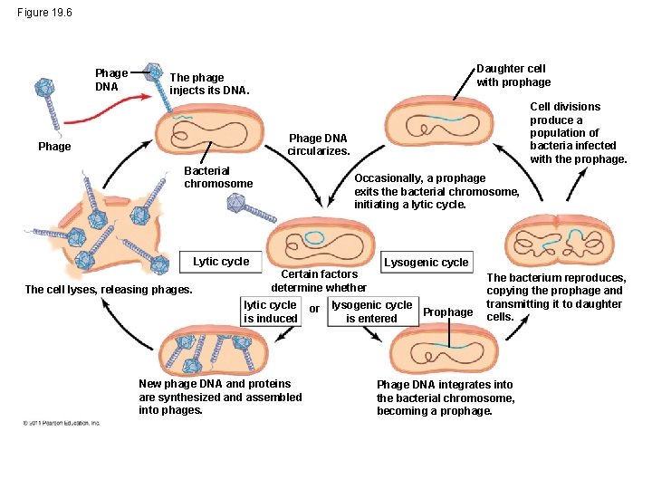 Figure 19. 6 Phage DNA Daughter cell with prophage The phage injects its DNA.