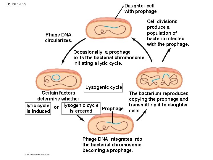 Figure 19. 6 b Daughter cell with prophage Cell divisions produce a population of