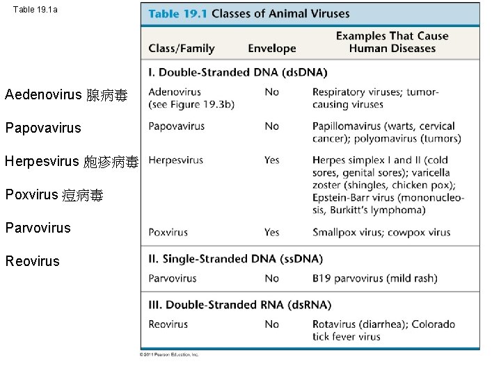 Table 19. 1 a Aedenovirus 腺病毒 Papovavirus Herpesvirus 皰疹病毒 Poxvirus 痘病毒 Parvovirus Reovirus 