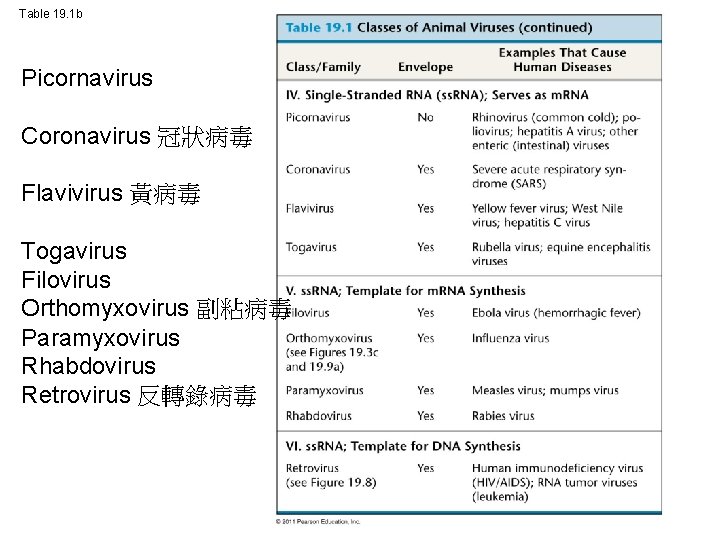 Table 19. 1 b Picornavirus Coronavirus 冠狀病毒 Flavivirus 黃病毒 Togavirus Filovirus Orthomyxovirus 副粘病毒 Paramyxovirus