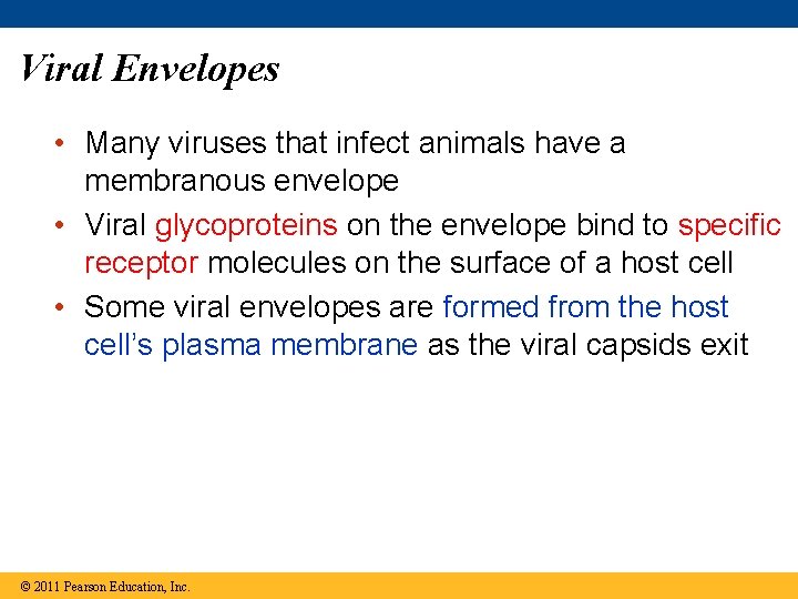 Viral Envelopes • Many viruses that infect animals have a membranous envelope • Viral