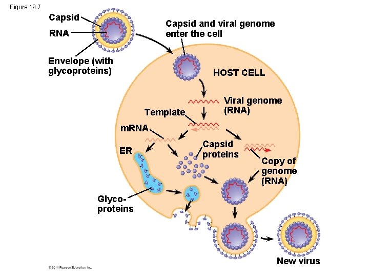 Figure 19. 7 Capsid and viral genome enter the cell RNA Envelope (with glycoproteins)