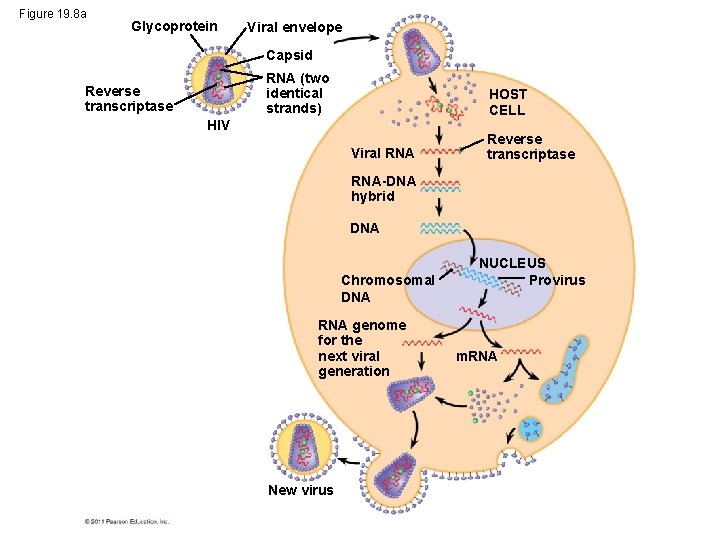 Figure 19. 8 a Glycoprotein Viral envelope Capsid RNA (two identical strands) Reverse transcriptase