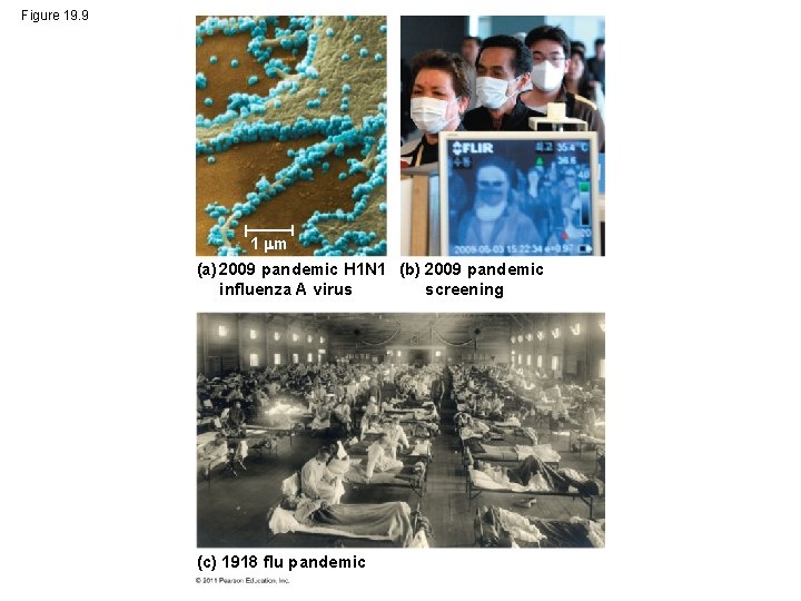 Figure 19. 9 1 m (a) 2009 pandemic H 1 N 1 (b) 2009