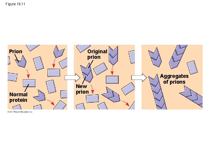 Figure 19. 11 Prion Normal protein Original prion New prion Aggregates of prions 