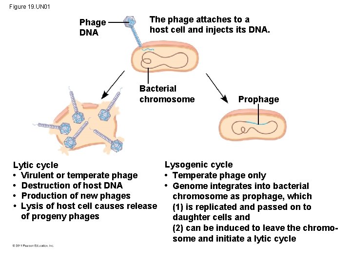 Figure 19. UN 01 Phage DNA The phage attaches to a host cell and