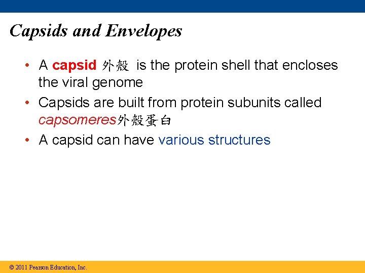 Capsids and Envelopes • A capsid 外殼 is the protein shell that encloses the