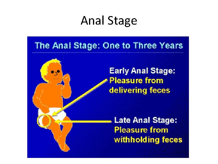 Anal Stage 