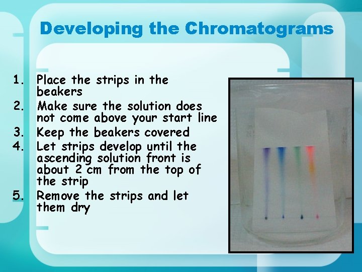 Developing the Chromatograms 1. Place the strips in the beakers 2. Make sure the