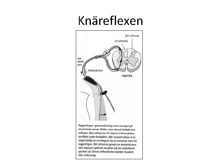 Knäreflexen 
