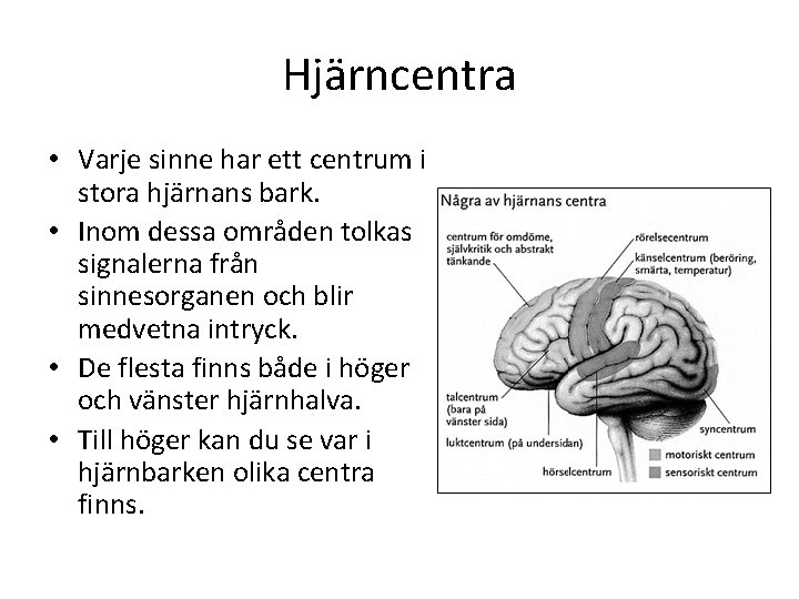 Hjärncentra • Varje sinne har ett centrum i stora hjärnans bark. • Inom dessa