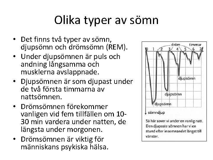 Olika typer av sömn • Det finns två typer av sömn, djupsömn och drömsömn
