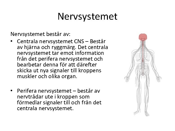 Nervsystemet består av: • Centrala nervsystemet CNS – Består av hjärna och ryggmärg. Det