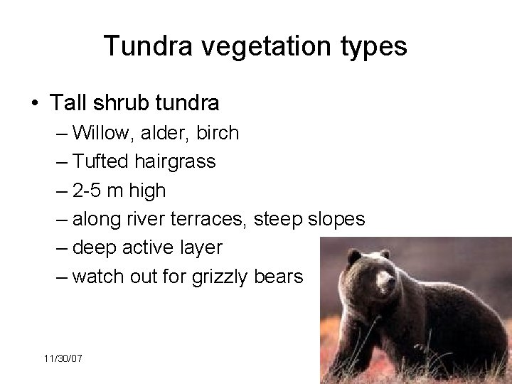 Tundra vegetation types • Tall shrub tundra – Willow, alder, birch – Tufted hairgrass