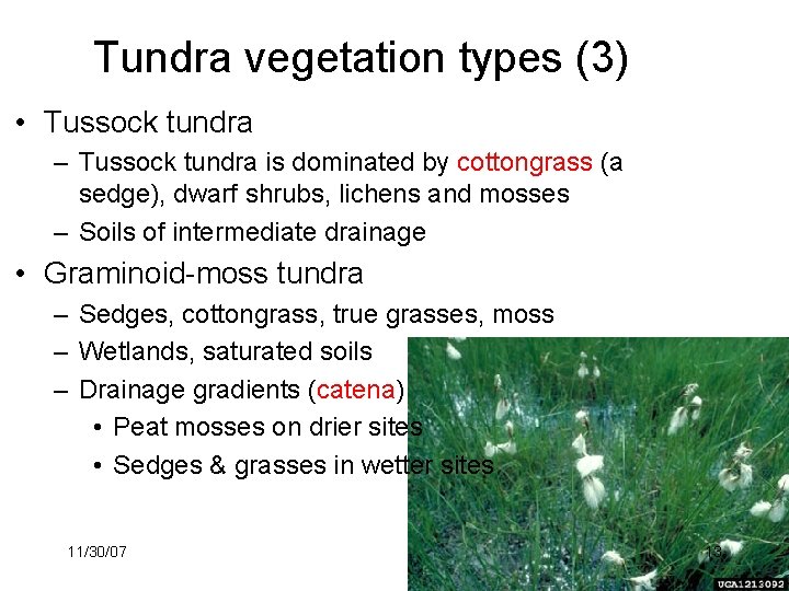 Tundra vegetation types (3) • Tussock tundra – Tussock tundra is dominated by cottongrass