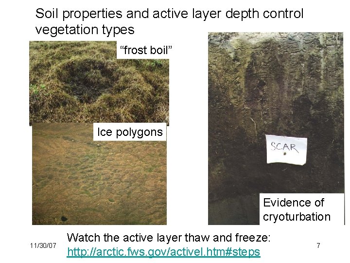 Soil properties and active layer depth control vegetation types “frost boil” Ice polygons Evidence