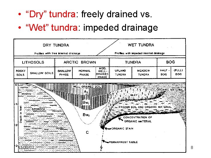  • “Dry” tundra: freely drained vs. • “Wet” tundra: impeded drainage 11/30/07 8