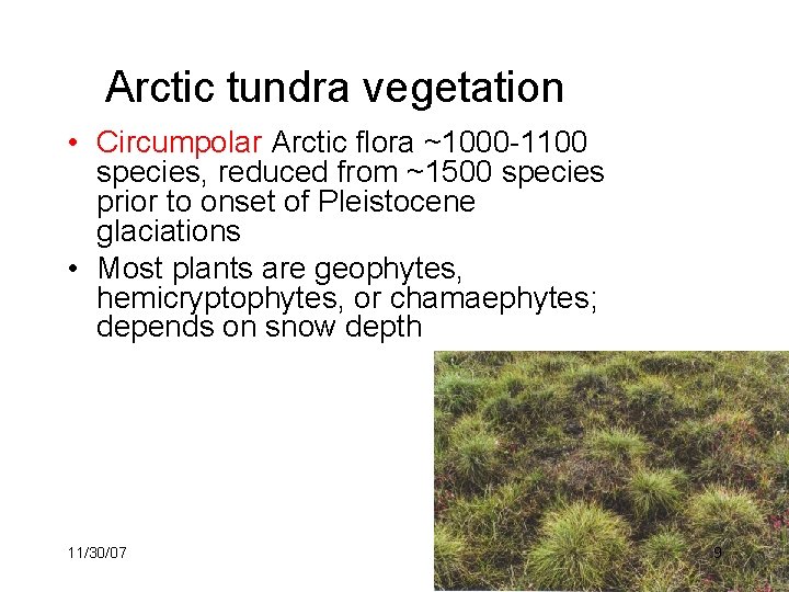 Arctic tundra vegetation • Circumpolar Arctic flora ~1000 -1100 species, reduced from ~1500 species