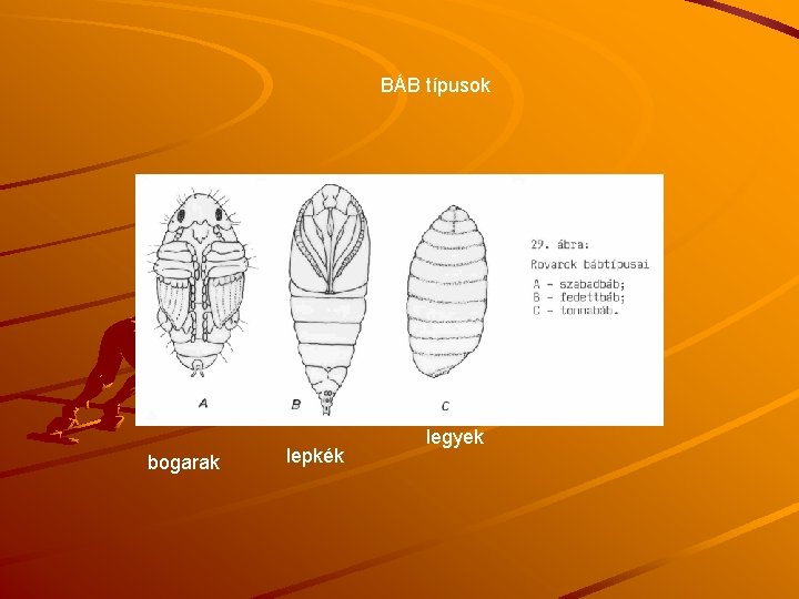 BÁB típusok bogarak lepkék legyek 