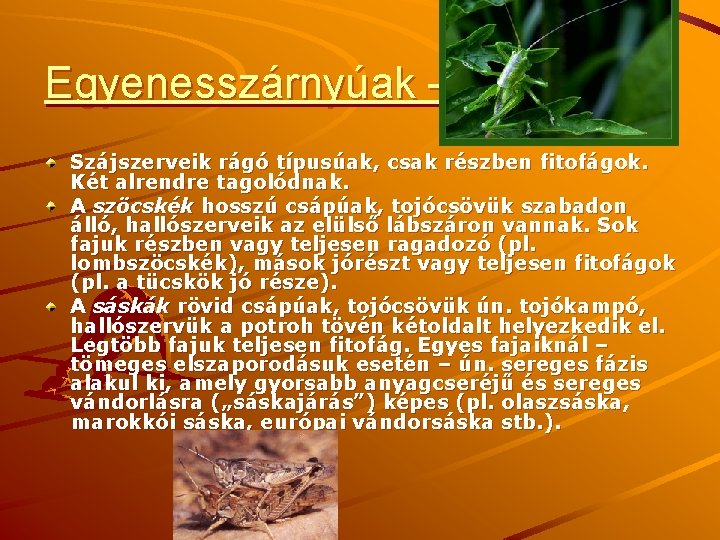 Egyenesszárnyúak – Orthoptera Szájszerveik rágó típusúak, csak részben fitofágok. Két alrendre tagolódnak. A szöcskék