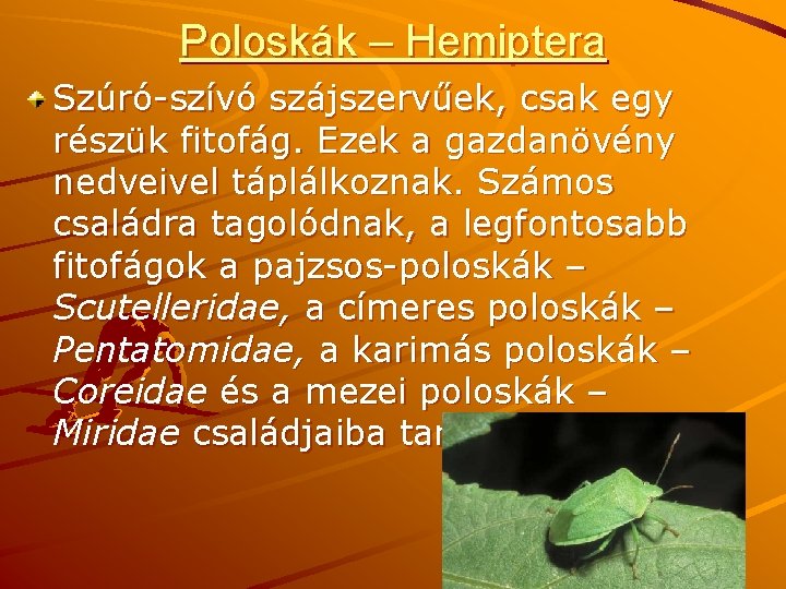 Poloskák – Hemiptera Szúró-szívó szájszervűek, csak egy részük fitofág. Ezek a gazdanövény nedveivel táplálkoznak.