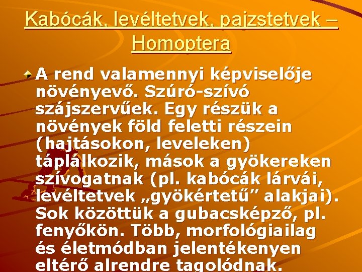 Kabócák, levéltetvek, pajzstetvek – Homoptera A rend valamennyi képviselője növényevő. Szúró-szívó szájszervűek. Egy részük