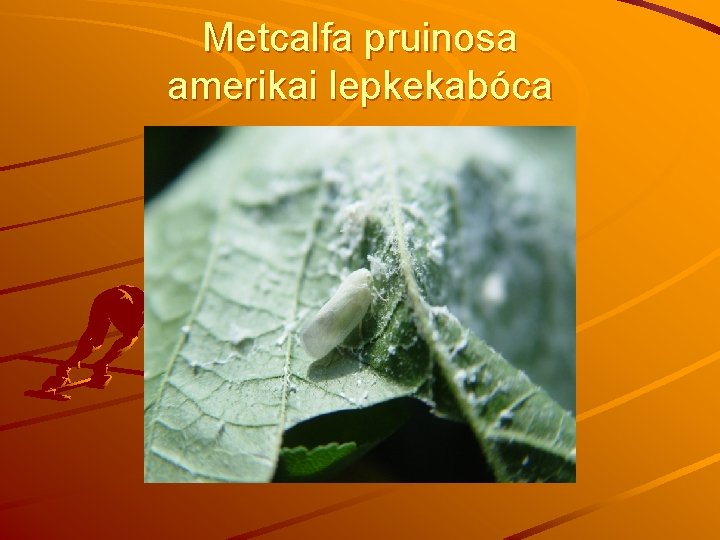Metcalfa pruinosa amerikai lepkekabóca 