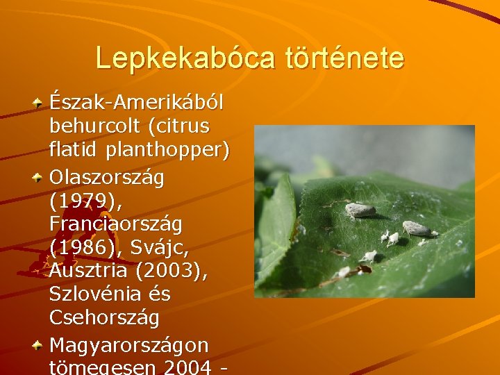 Lepkekabóca története Észak-Amerikából behurcolt (citrus flatid planthopper) Olaszország (1979), Franciaország (1986), Svájc, Ausztria (2003),