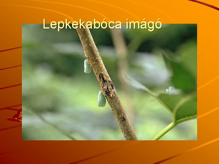 Lepkekabóca imágó 