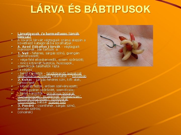 LÁRVA ÉS BÁBTIPUSOK Lárvatípusok /a harmadlagos lárvák típusai/ A rovarok lárváit végtagjaik száma alapján