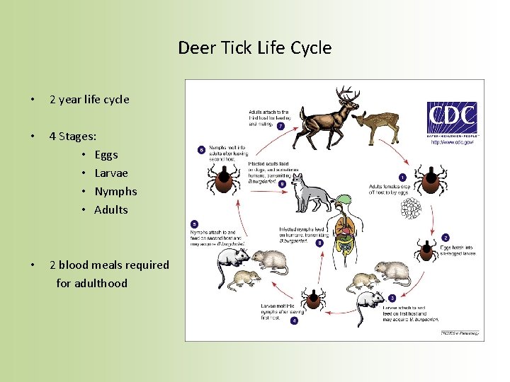 Deer Tick Life Cycle • 2 year life cycle • 4 Stages: • Eggs