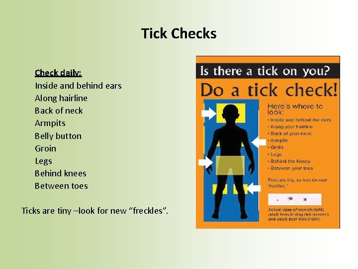Tick Checks Check daily: Inside and behind ears Along hairline Back of neck Armpits