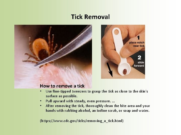 Tick Removal How to remove a tick • • • Use fine-tipped tweezers to