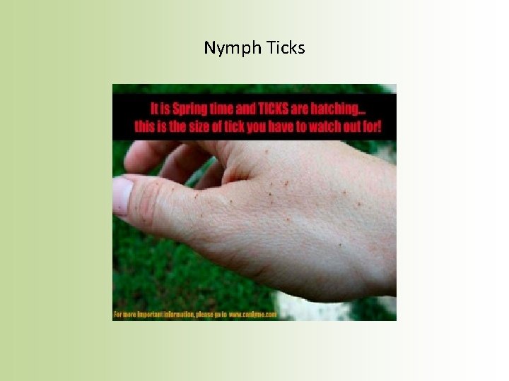 Nymph Ticks 