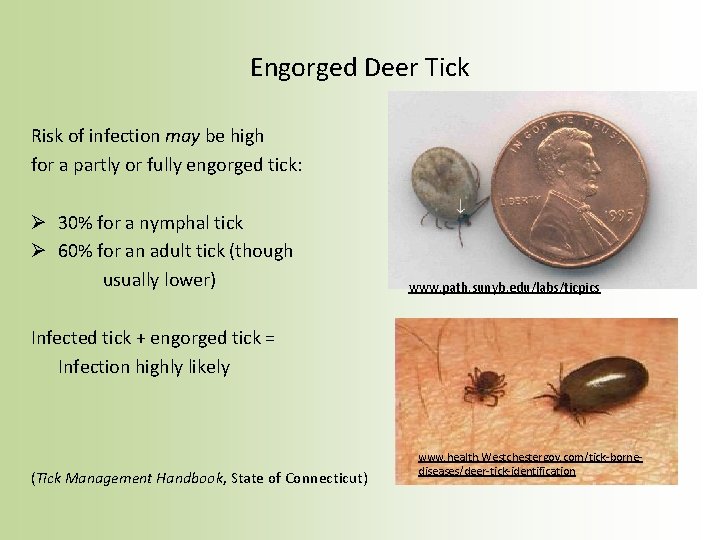 Engorged Deer Tick Risk of infection may be high for a partly or fully