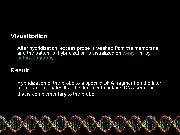  Visualization After hybridization, excess probe is washed from the membrane, and the pattern