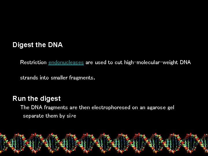 Digest the DNA Restriction endonucleases are used to cut high-molecular-weight DNA strands into smaller