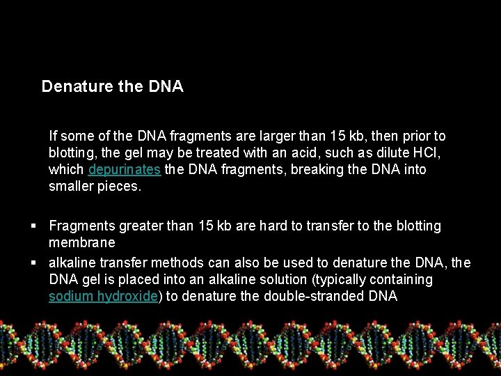 Denature the DNA If some of the DNA fragments are larger than 15 kb,