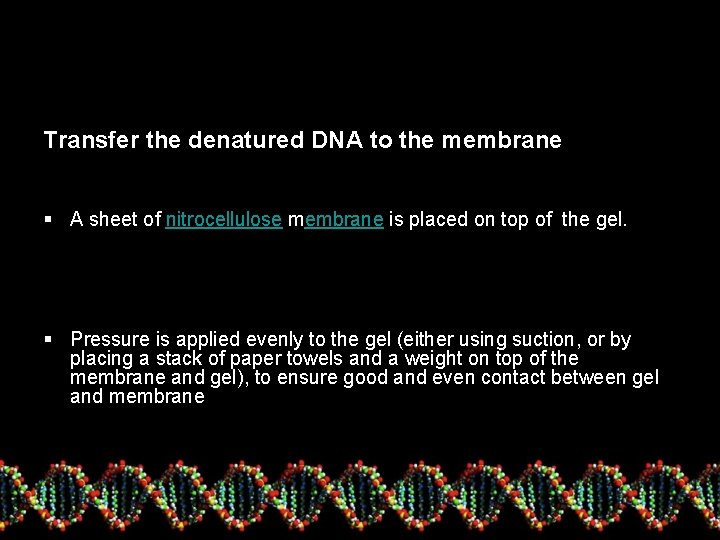 Transfer the denatured DNA to the membrane § A sheet of nitrocellulose membrane is