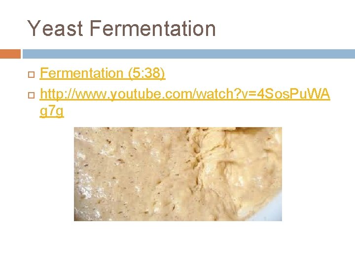 Yeast Fermentation (5: 38) http: //www. youtube. com/watch? v=4 Sos. Pu. WA g 7
