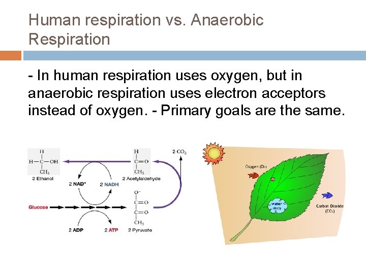 Human respiration vs. Anaerobic Respiration - In human respiration uses oxygen, but in anaerobic