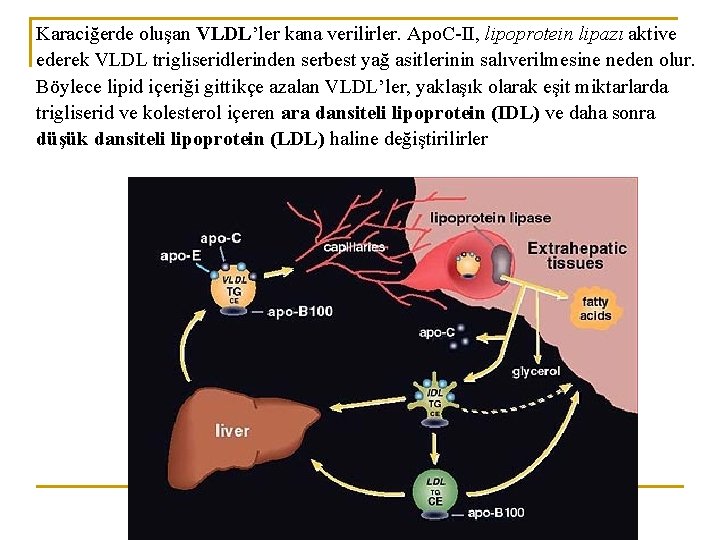 Karaciğerde oluşan VLDL’ler kana verilirler. Apo. C-II, lipoprotein lipazı aktive ederek VLDL trigliseridlerinden serbest