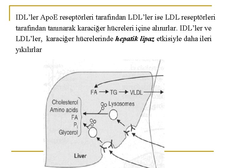 IDL’ler Apo. E reseptörleri tarafından LDL’ler ise LDL reseptörleri tarafından tanınarak karaciğer hücreleri içine