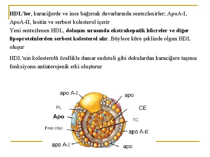 HDL’ler, karaciğerde ve ince bağırsak duvarlarında sentezlenirler; Apo. A-I, Apo. A-II, lesitin ve serbest