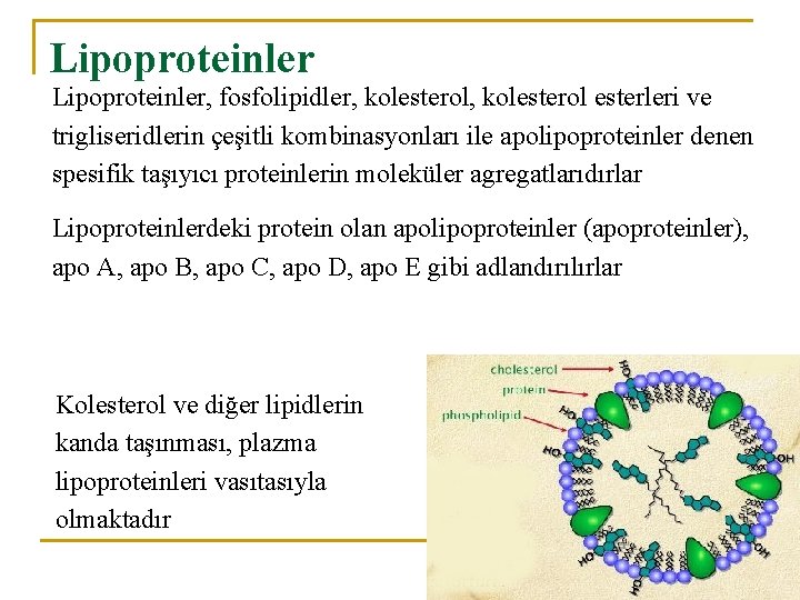 Lipoproteinler, fosfolipidler, kolesterol esterleri ve trigliseridlerin çeşitli kombinasyonları ile apolipoproteinler denen spesifik taşıyıcı proteinlerin