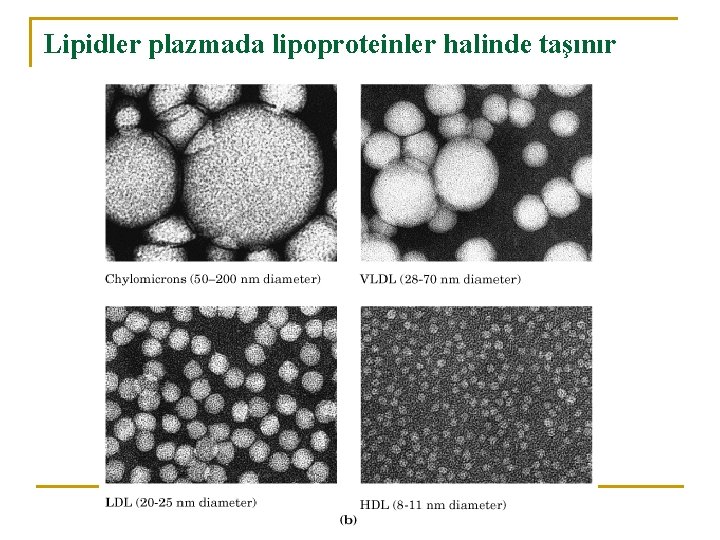 Lipidler plazmada lipoproteinler halinde taşınır 